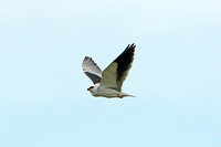 Black-shouldered Kite (Adult)