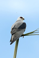 Black-shouldered Kite (Adult)