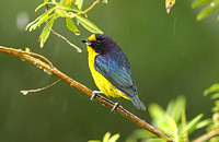 Violaceous Euphonia (Male)
