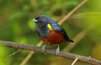 Chestnut-vented Euphonia (Male)