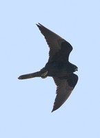 Eleanora's Falcon (Adult)