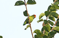 Sri Lanka Hanging Parrot (Female)