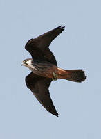 Eleanora's Falcon