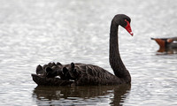 Black Swan