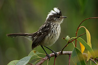 Pied-crested Tit-tyrant