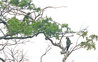 Blue-winged Macaw (Pair)