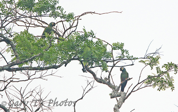 Blue-winged Macaw (Pair)