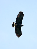 Common Black Hawk (Adult)