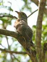 Indian Cuckoo (Male)