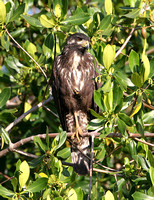 Common Black Hawk (Juvenile)
