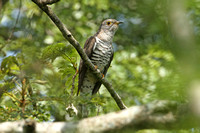 Indian Cuckoo (Male)
