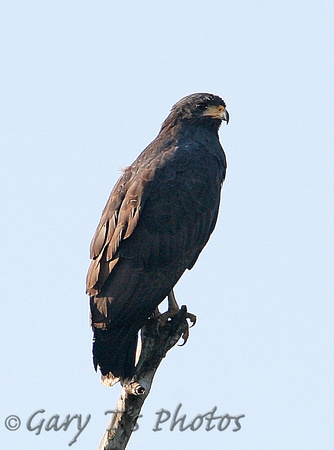 Common Black Hawk (Adult)