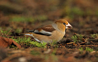 Hawfinch (Female)