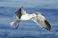 Great Black-backed Gull (3rd Winter)