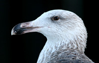 Great Black-backed Gull (1st Winter)