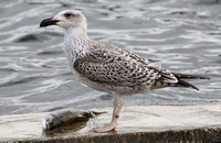 Great Black-backed Gull (1st Winter)