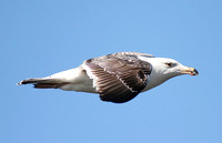 Great Black-backed Gull (2nd Summer)