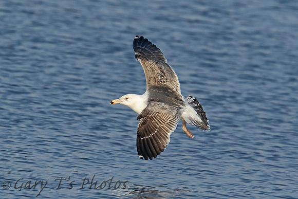 Great Black-backed Gull (2nd Summer)