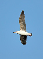 Great Black-backed Gull (3rd Winter)