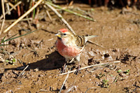 Lesser Redpoll (Male)