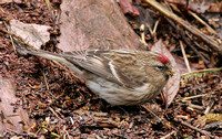Lesser Redpoll (Female)