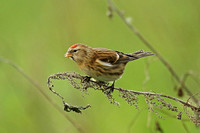 Lesser Redpoll (Female)