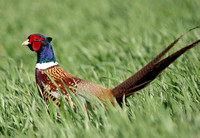 Pheasants, Partridges & Quail
