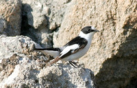 Collared Flycatcher (Male)