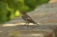 Collared Flycatcher (Female)