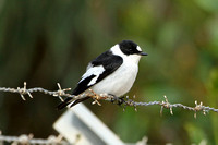 Collared Flycatcher (Male)