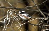 Collared Flycatcher (Male)