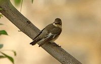 Collared Flycatcher (Female)