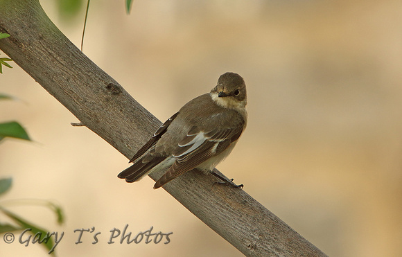 Collared Flycatcher (Female)