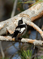 Collared Flycatcher (Male)