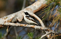 Collared Flycatcher (Male)