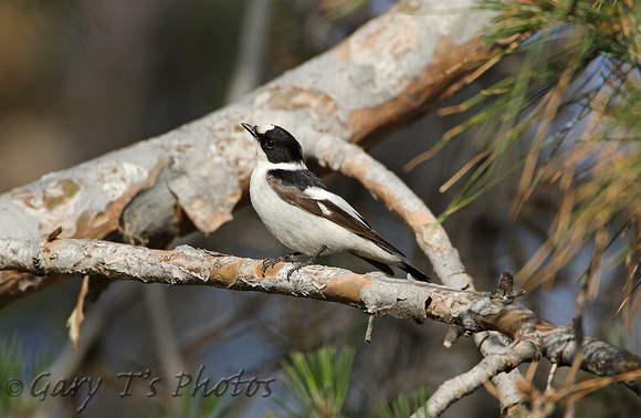 Collared Flycatcher (Male)