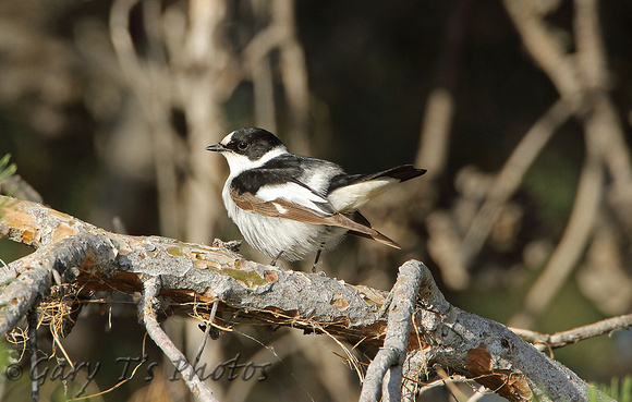 Collared Flycatcher (Male)