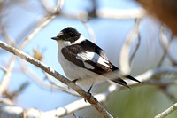 Collared Flycatcher (Male)