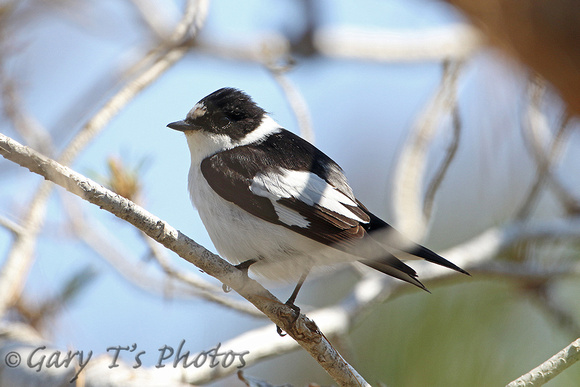 Collared Flycatcher (Male)