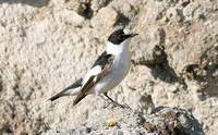 Collared Flycatcher (Male)