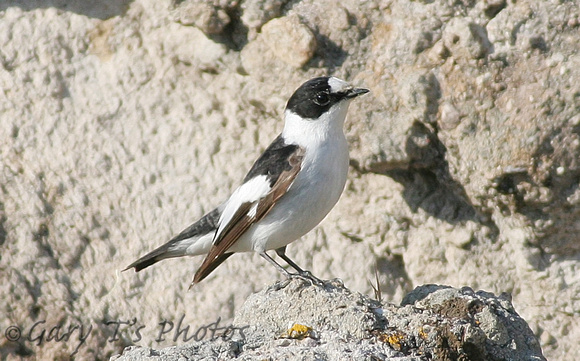 Collared Flycatcher (Male)