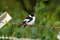 Collared Flycatcher (Male)