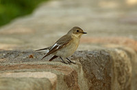 Collared Flycatcher (Female)