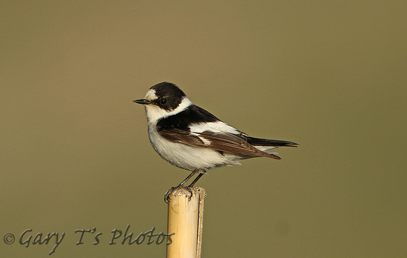 Collared Flycatcher (Male)