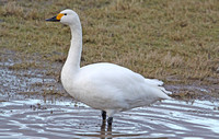 Bewick's Swan