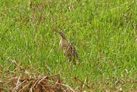 Pinnated Bittern