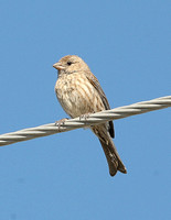 House Finch (Female)