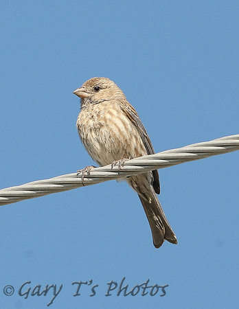 House Finch (Female)
