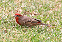 House Finch (Male)