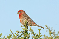 House Finch (Male)